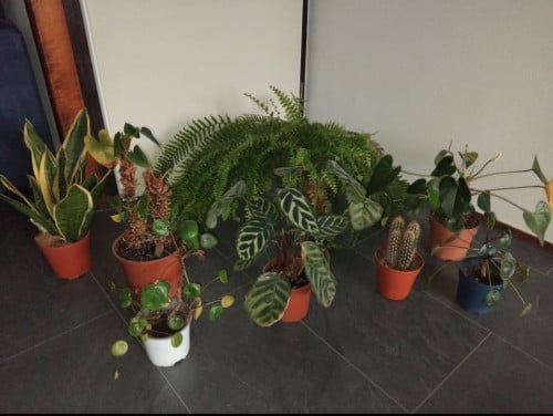 Diverse kamerplanten