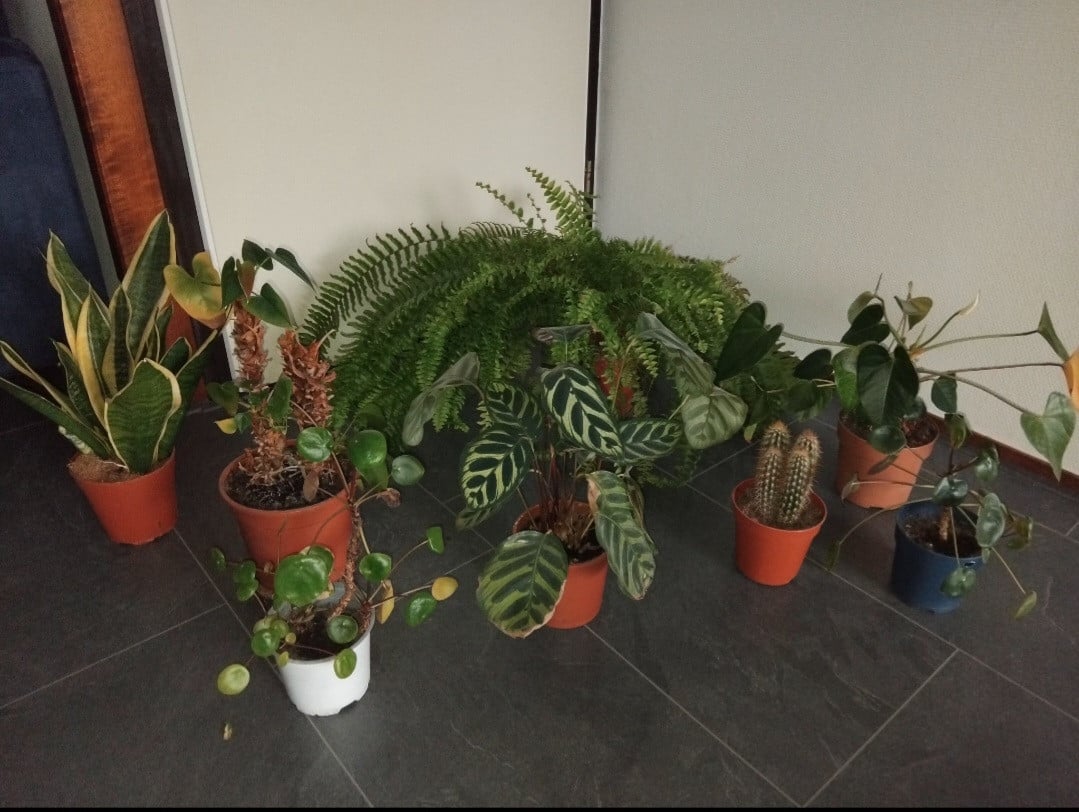 Diverse kamerplanten