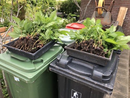 Gratis Kastanjeboom stekjes.