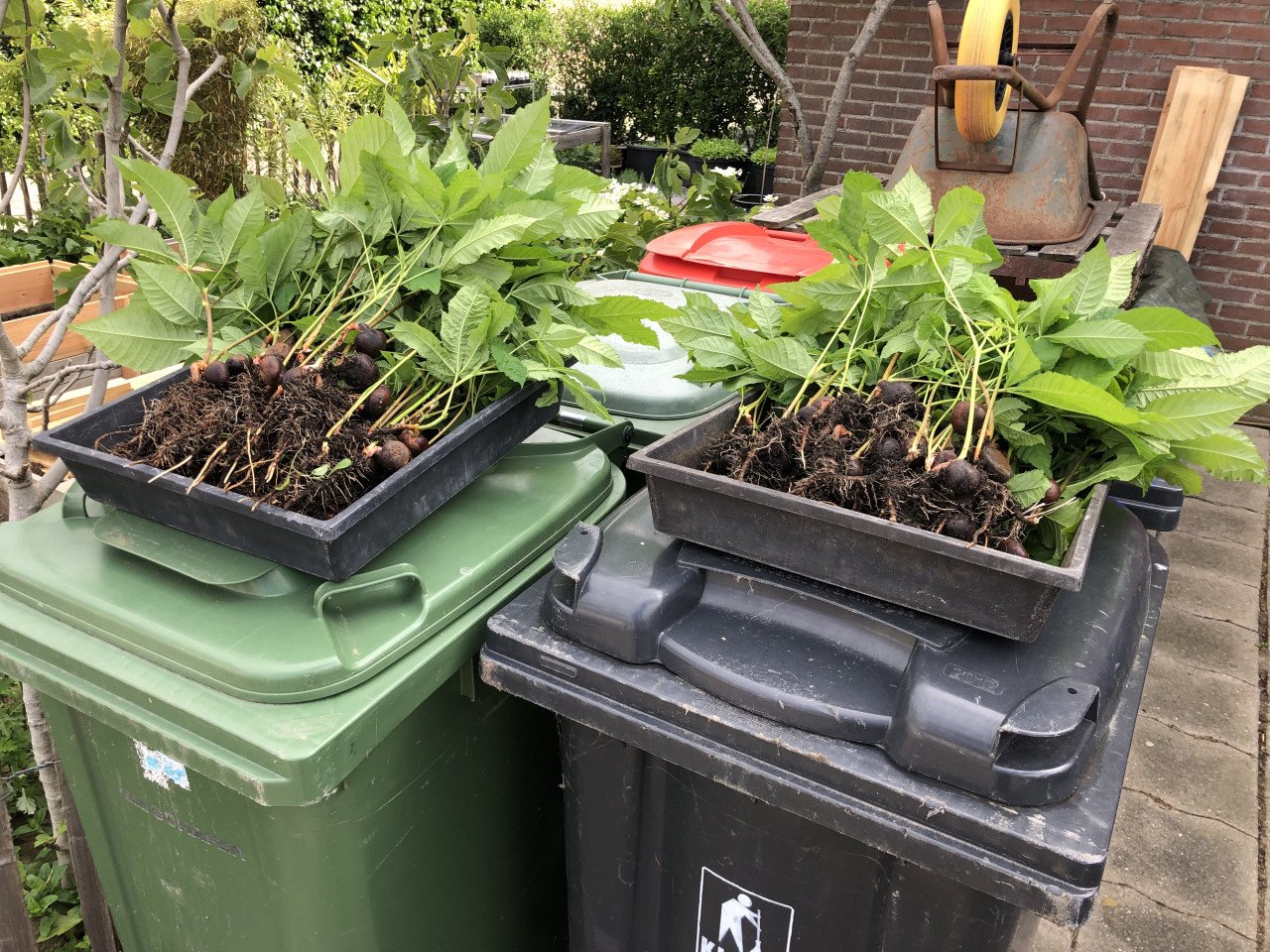 Gratis Kastanjeboom stekjes.