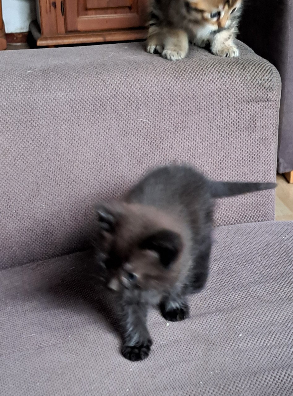 Kittens