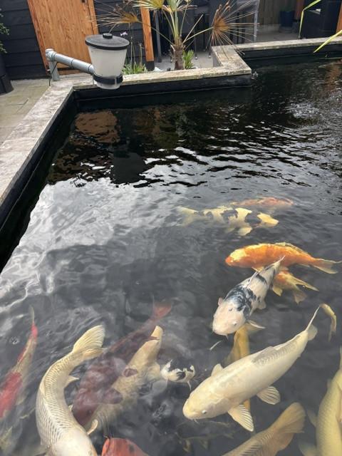 Koi vissen