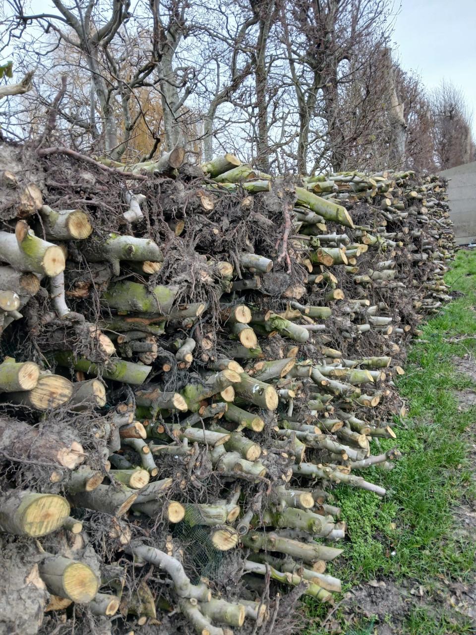 APPELHOUT op stammen van  1.0 a 1.2 meter