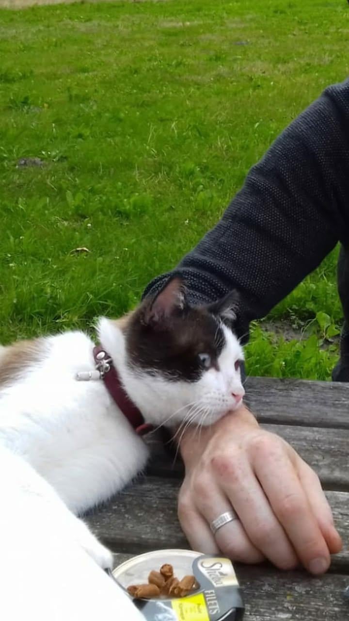 VERMIST onze kater op Schouwen