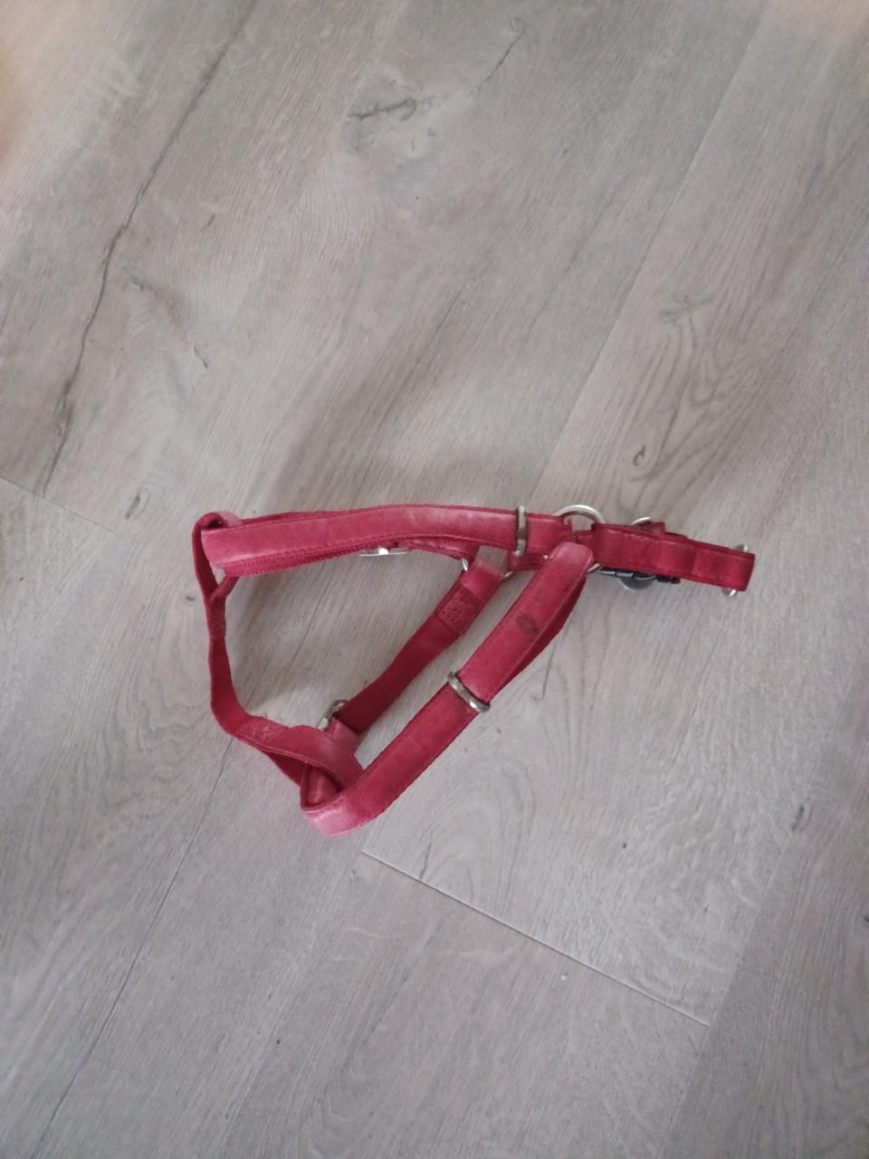 Hondenjasjes en riemen