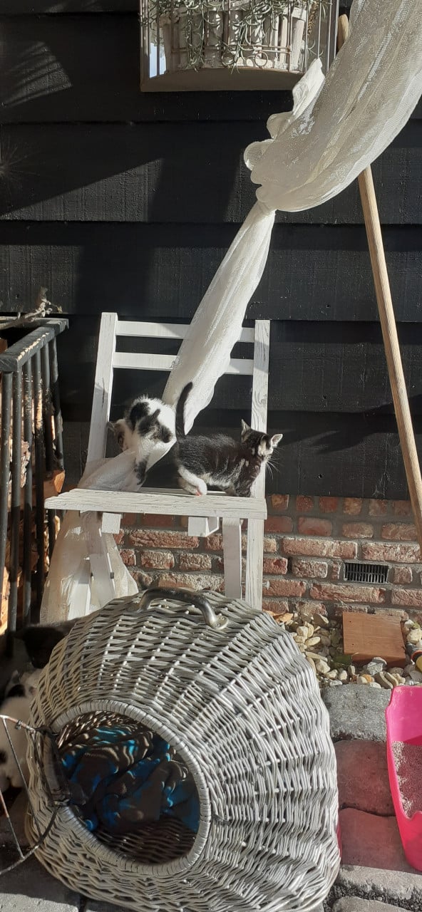 Prachtige kittens 😻😻😻