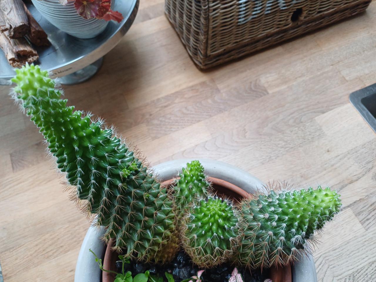Cactus + planten arrangement in mooie, grijze schaal (zwaar)