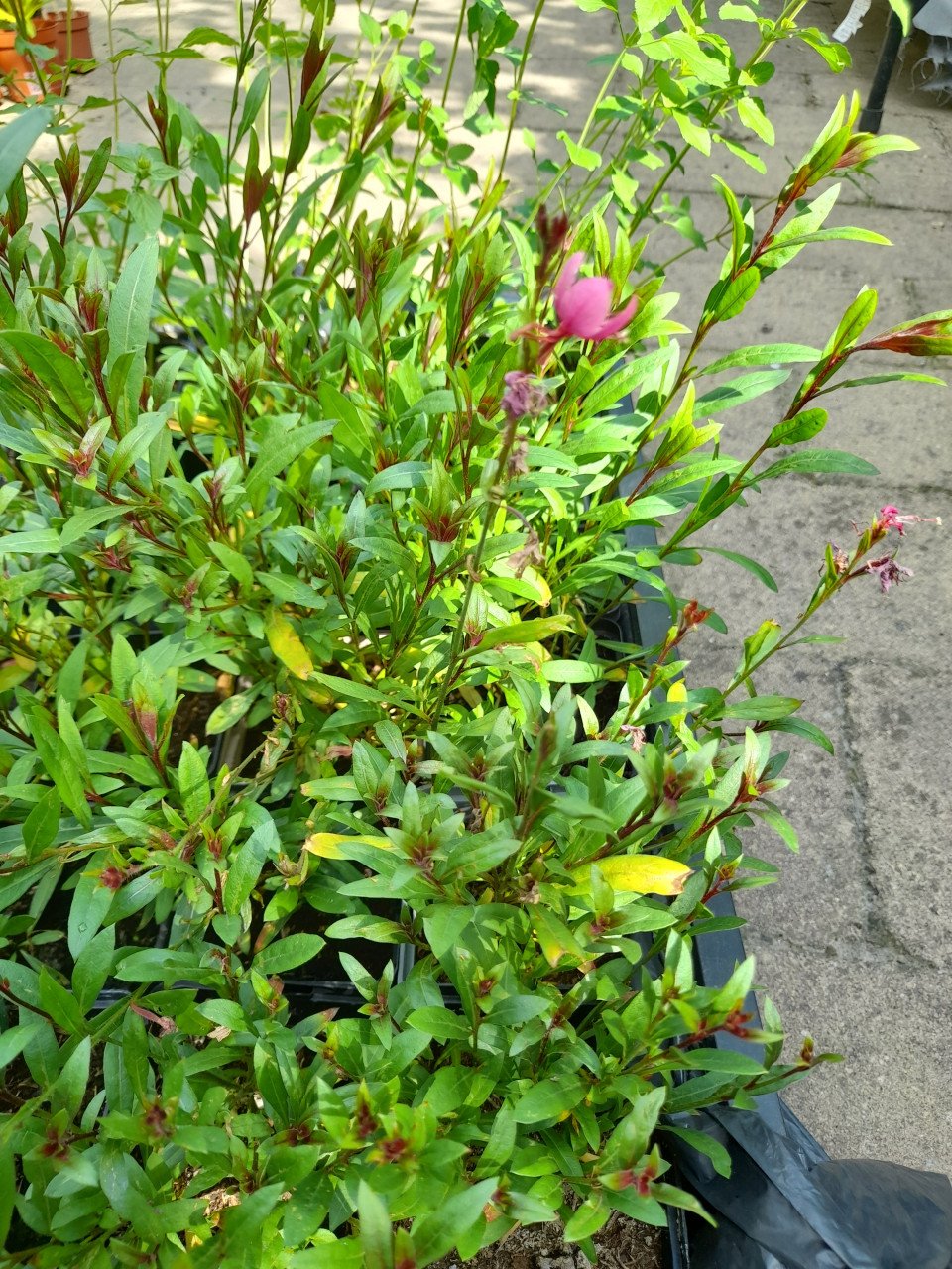Gaura Lindheimeri/prachtkaars