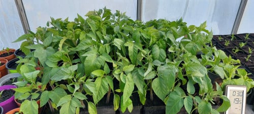 Tomaten planten