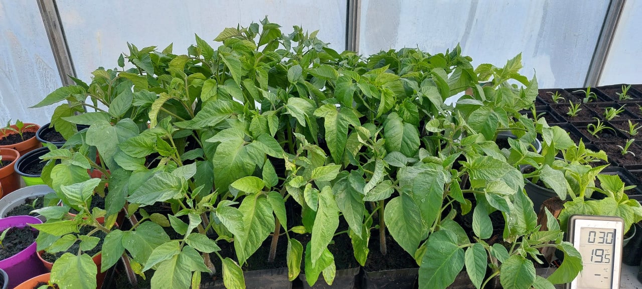 Tomaten planten