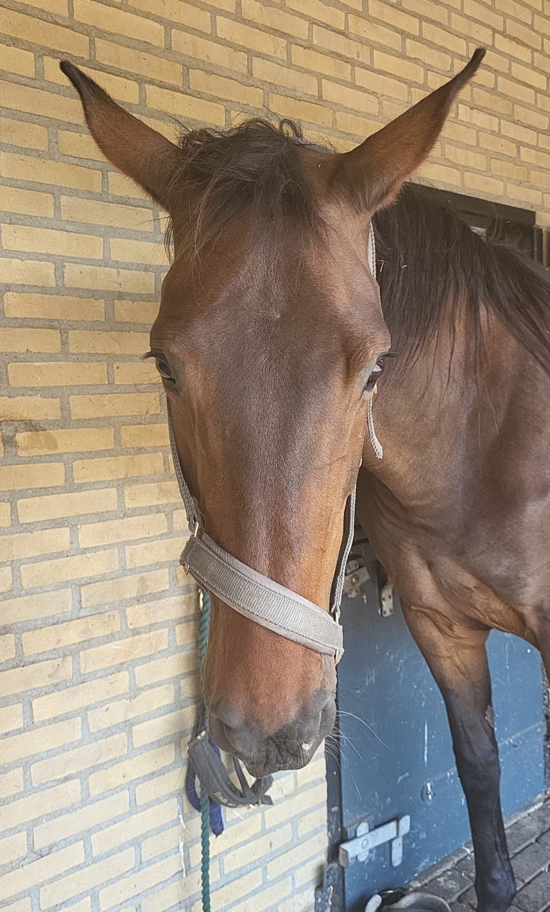 Weidemaatje aangeboden