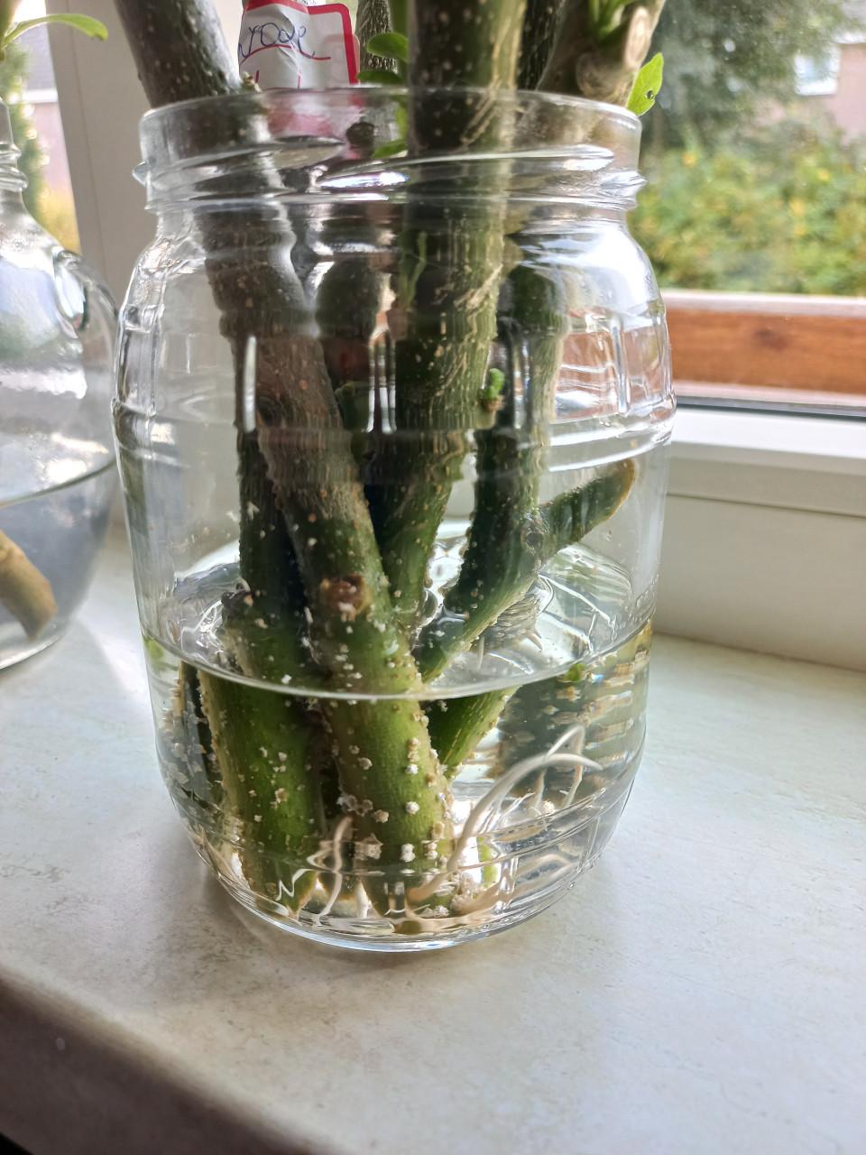 Brugmansia stekken zalmroze enkel