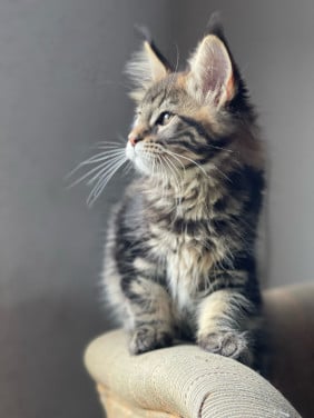 Xxl maine coon kittens
