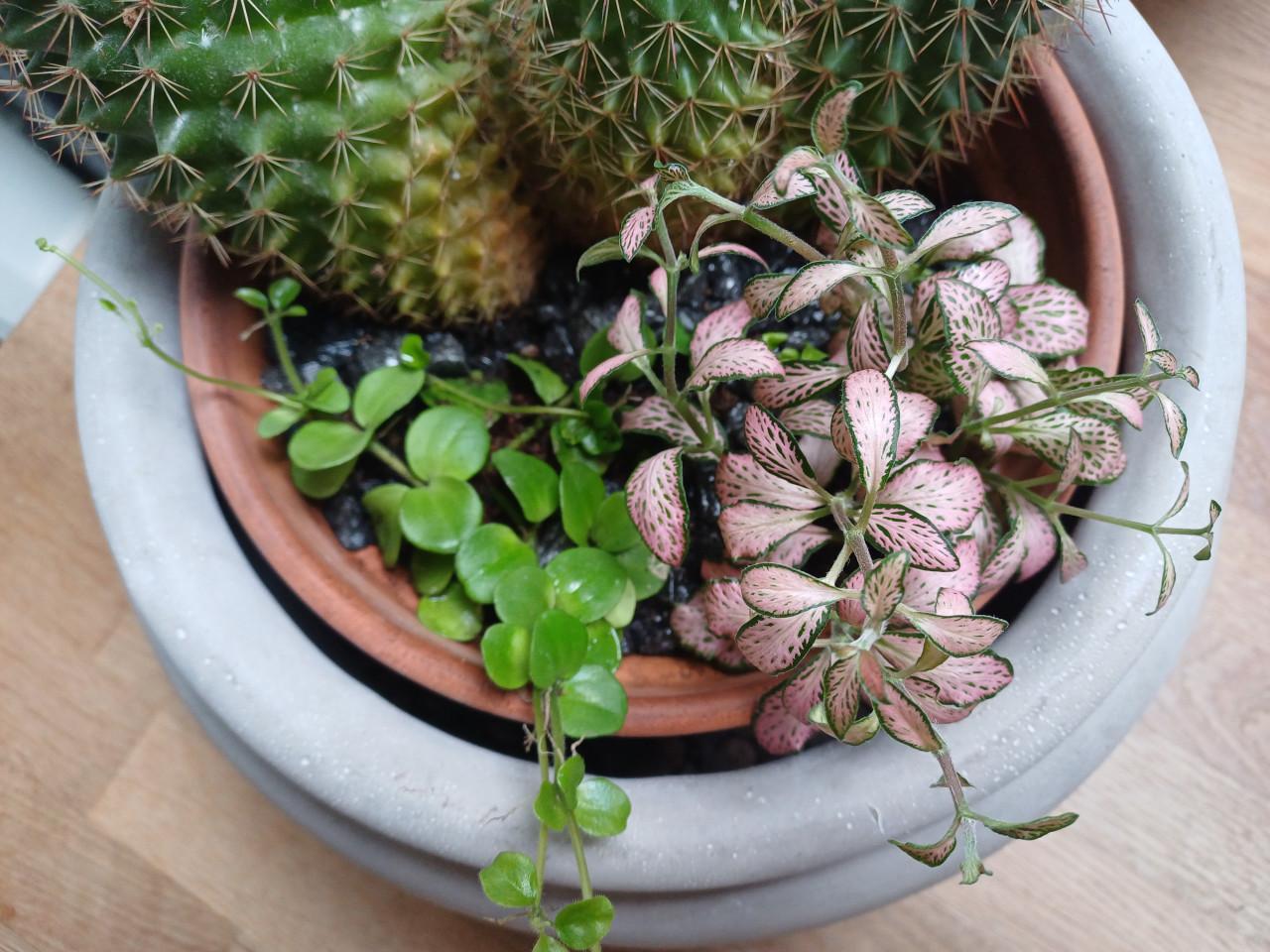 Cactus + planten arrangement in mooie, grijze schaal (zwaar)
