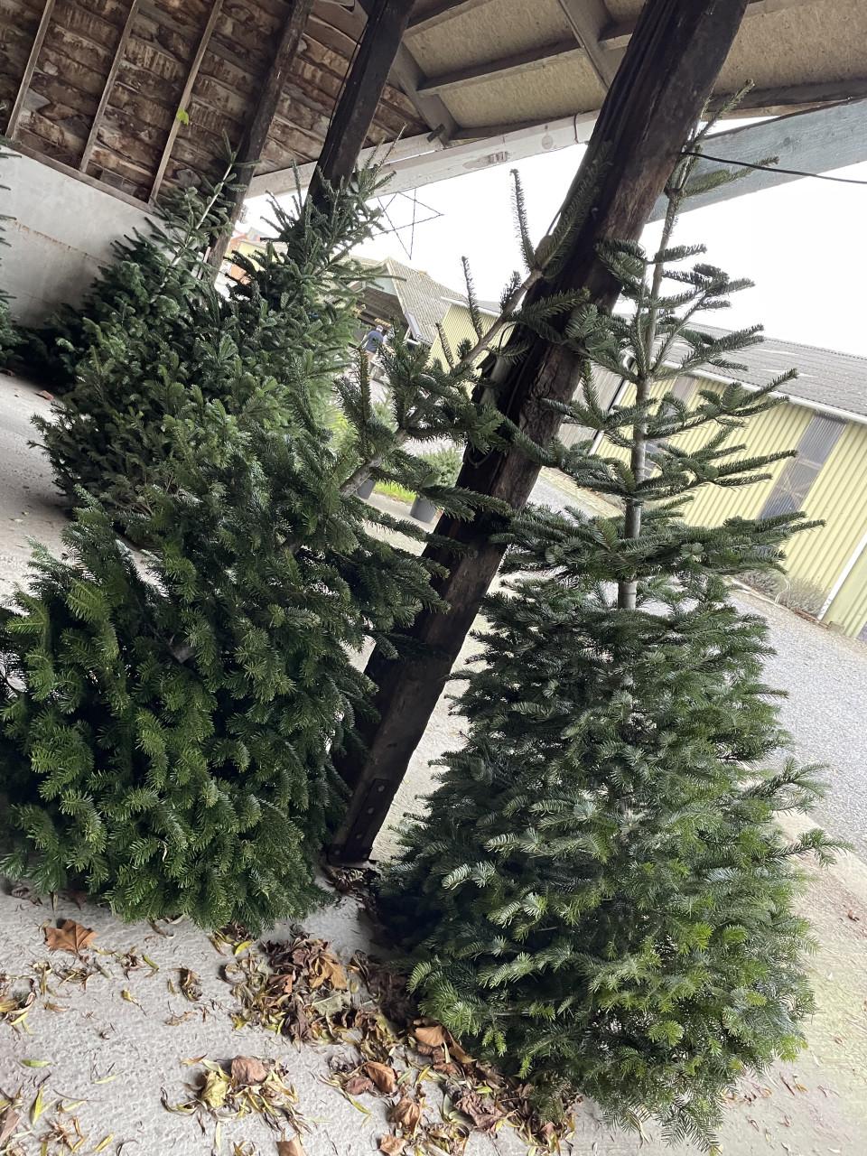 Kerstbomen 🌲