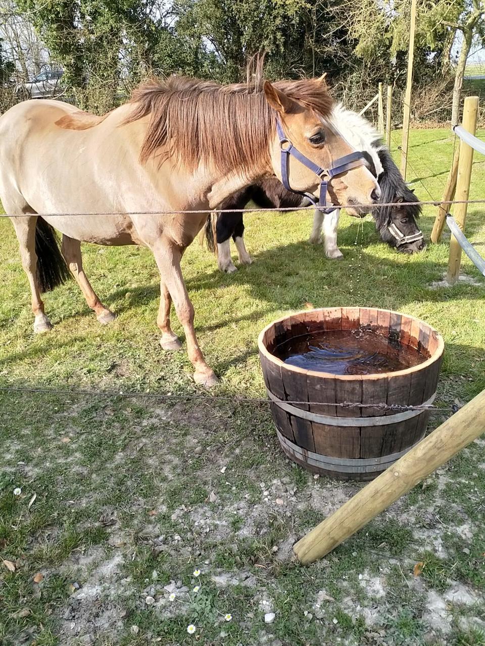Drinkbak groot, eiken kuipen 110 liter