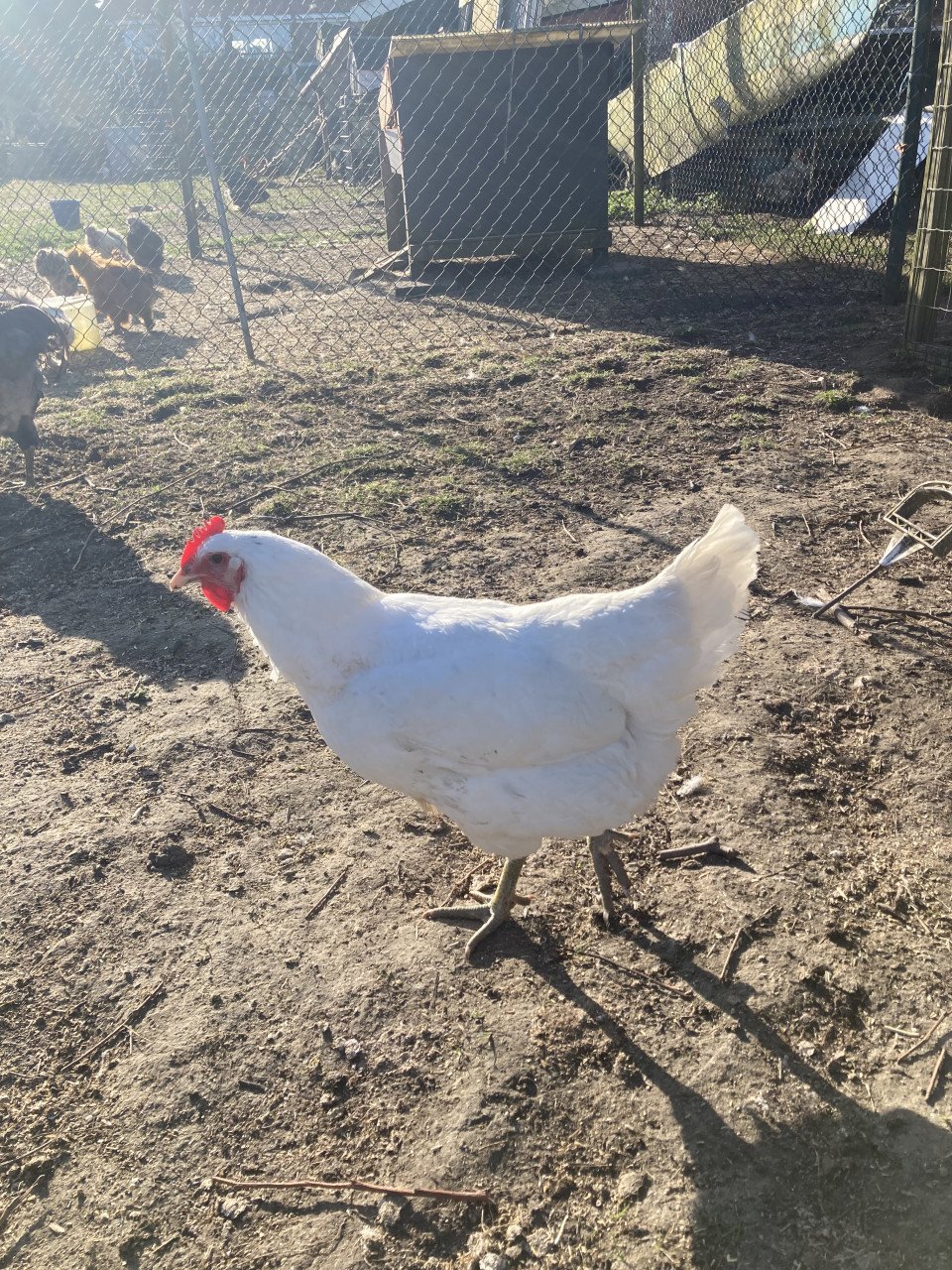 Broedeieren Jersey Giant, Brahma, zijdehoen en groenlegger