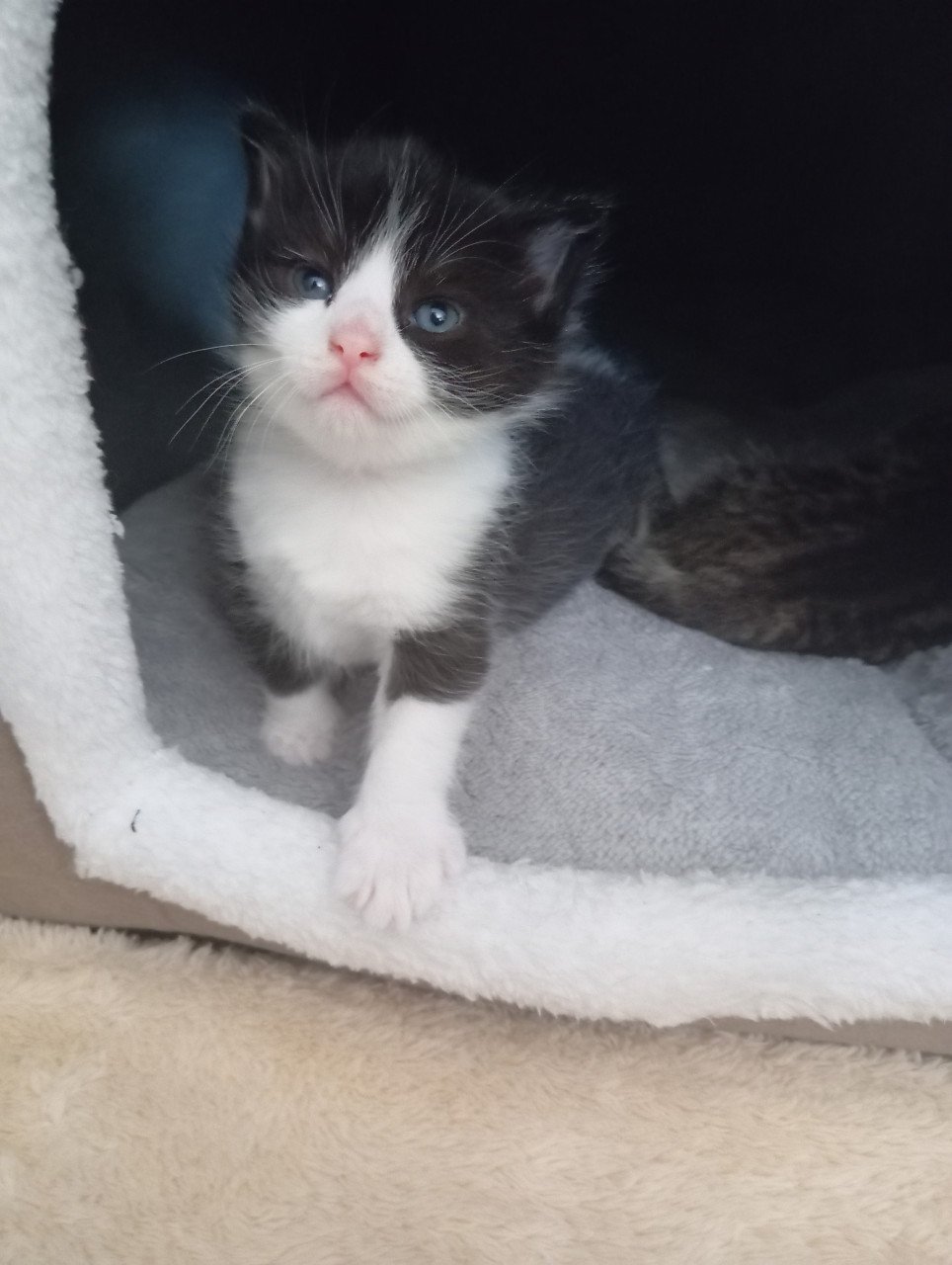 Kittens