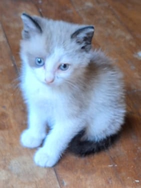 Jonge kitten gratis af te halen