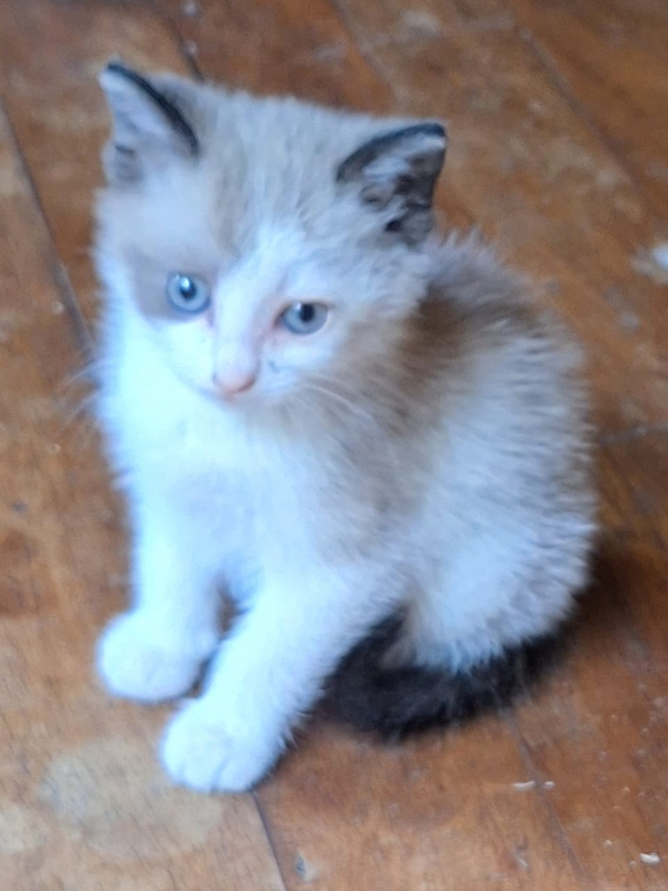 Jonge kitten gratis af te halen