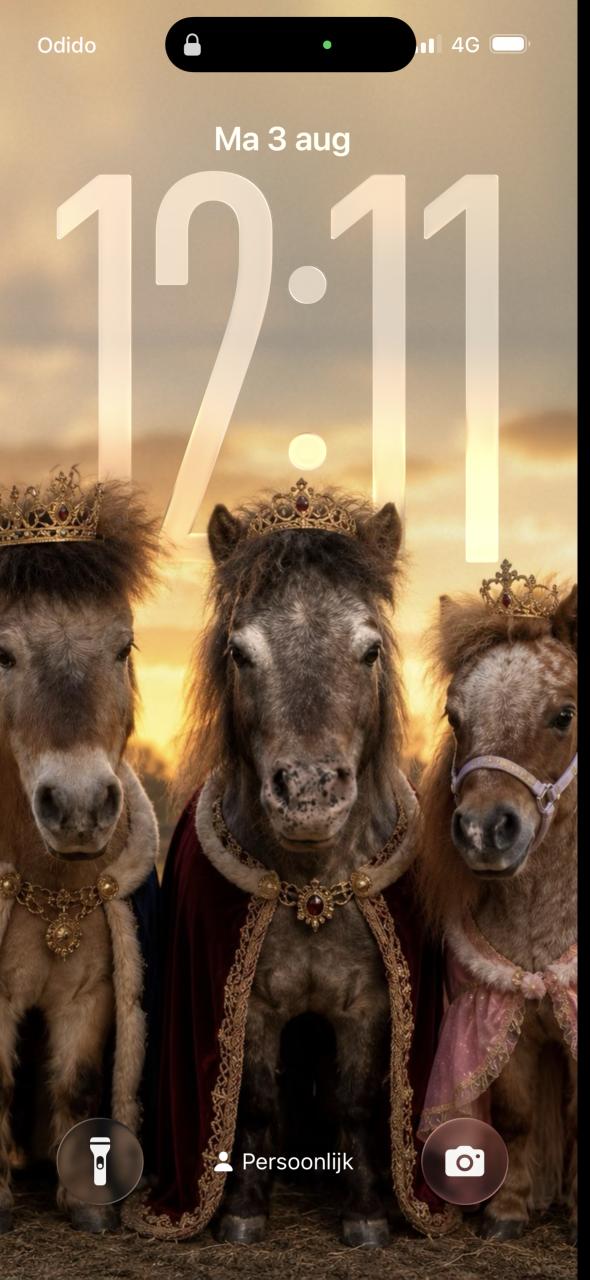 Leuk verzorgadres voor 3 lieve minipaardjes/pony’s gemeente Goes SHK