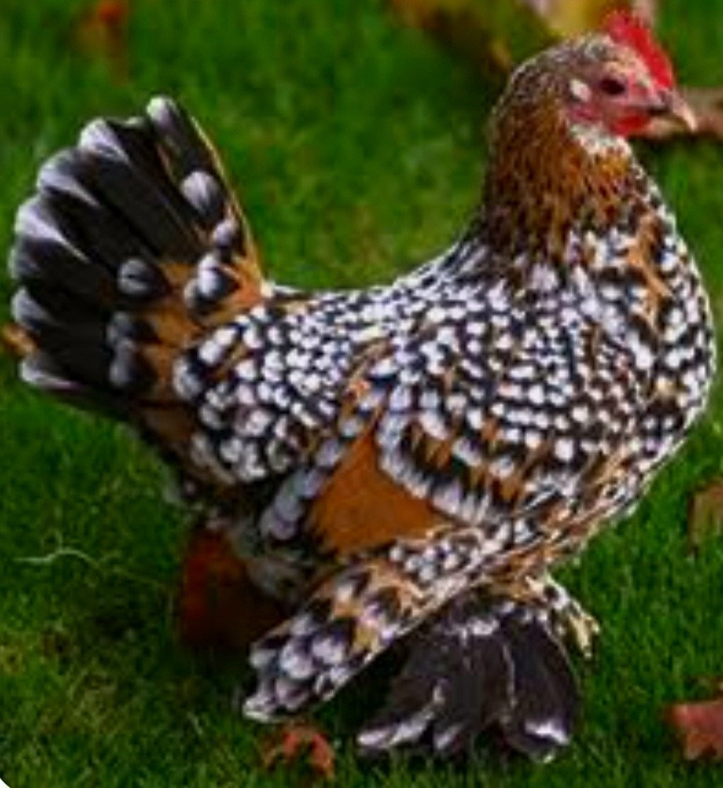 Jonge sabelpootkriel hennetjes