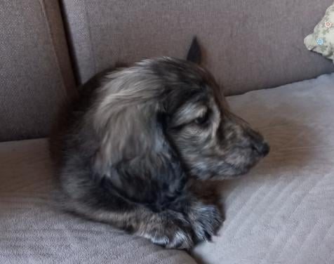 Brindle cream Teckel reutje