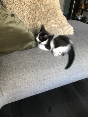 Katten