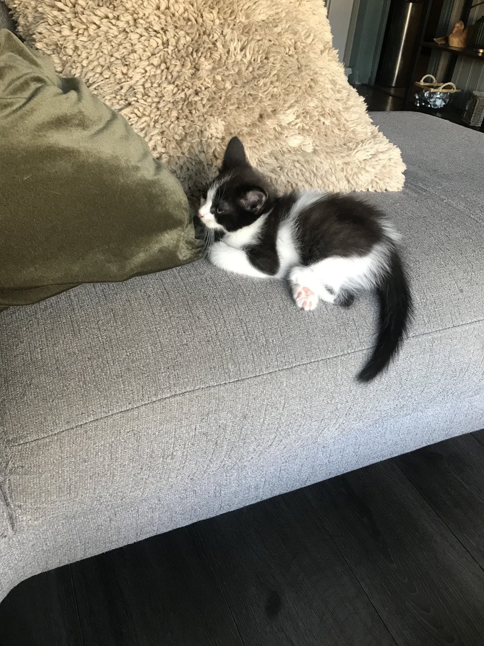 Katten
