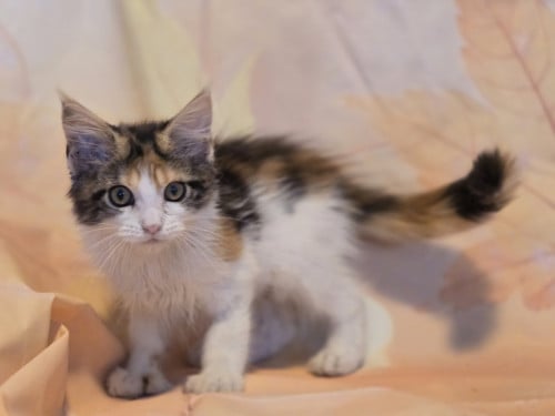 Polydactyl maine coon poesje met stamboom