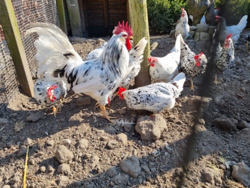 Bonte leghorn, broedeieren