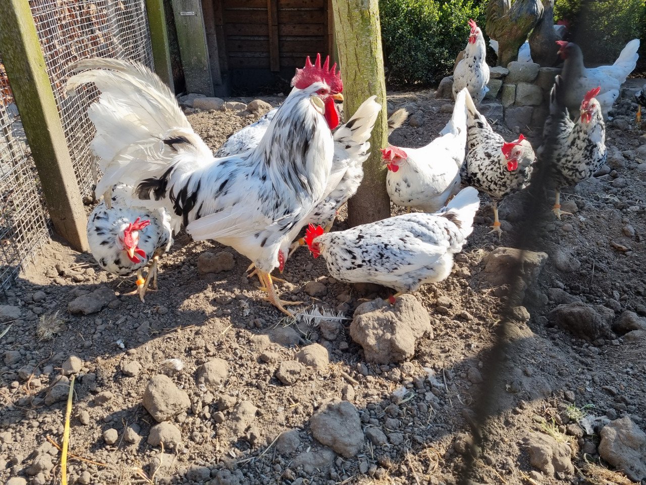 Bonte leghorn, broedeieren