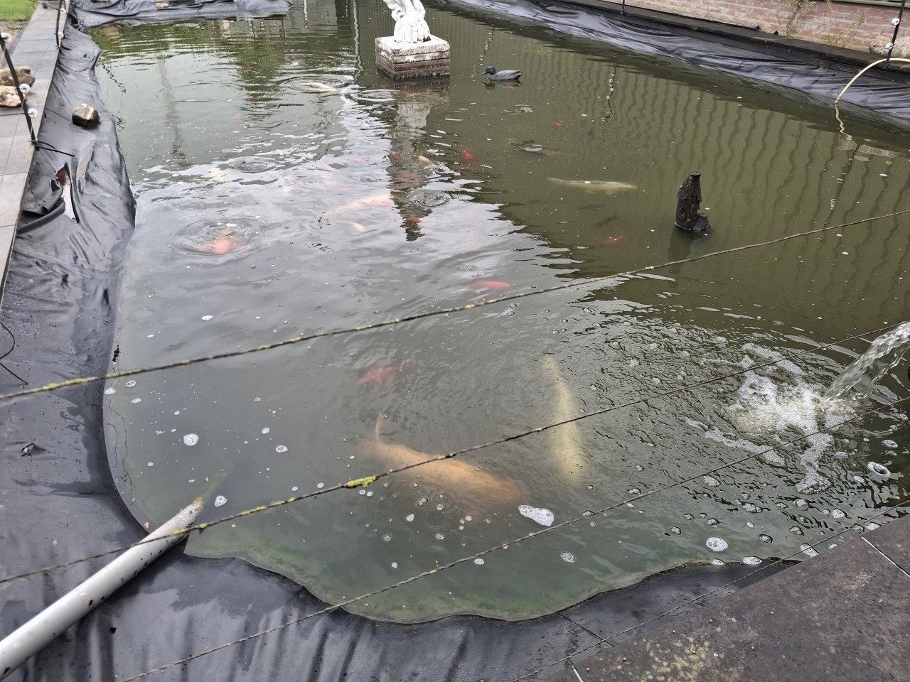 Koi karpers en goudvissen