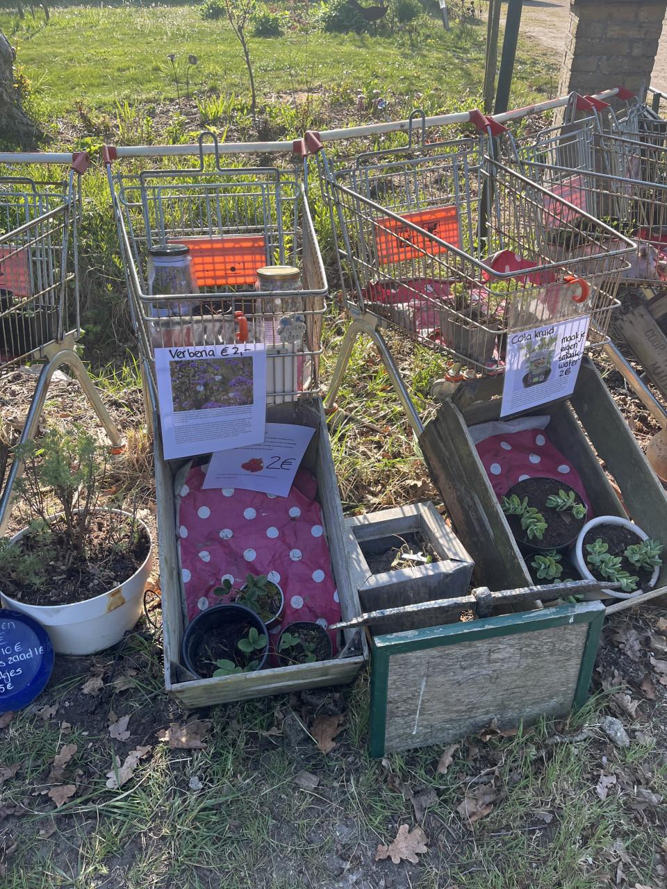 Biologische tuinplanten