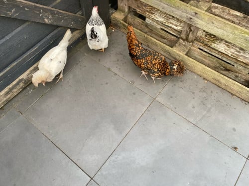 3 krielkipjes van 2 jaar oud