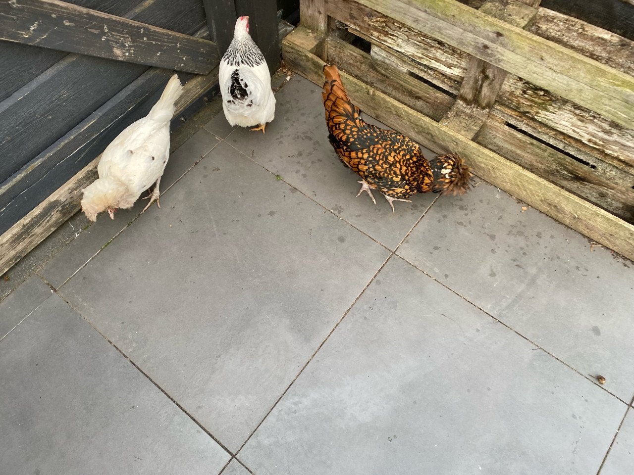 3 krielkipjes van 2 jaar oud