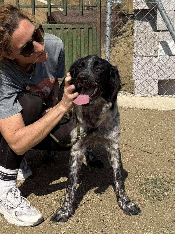 Alora Dog Rescue: Mona, deze knappe meid zoekt een mand
