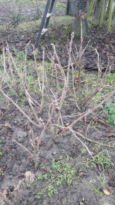 Bessenstekken, bramenplanten en -stekken, druivenstekken