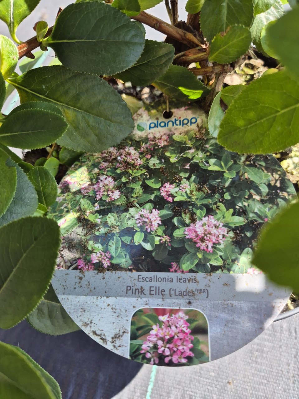 Escallonia 'Pink Elle'
