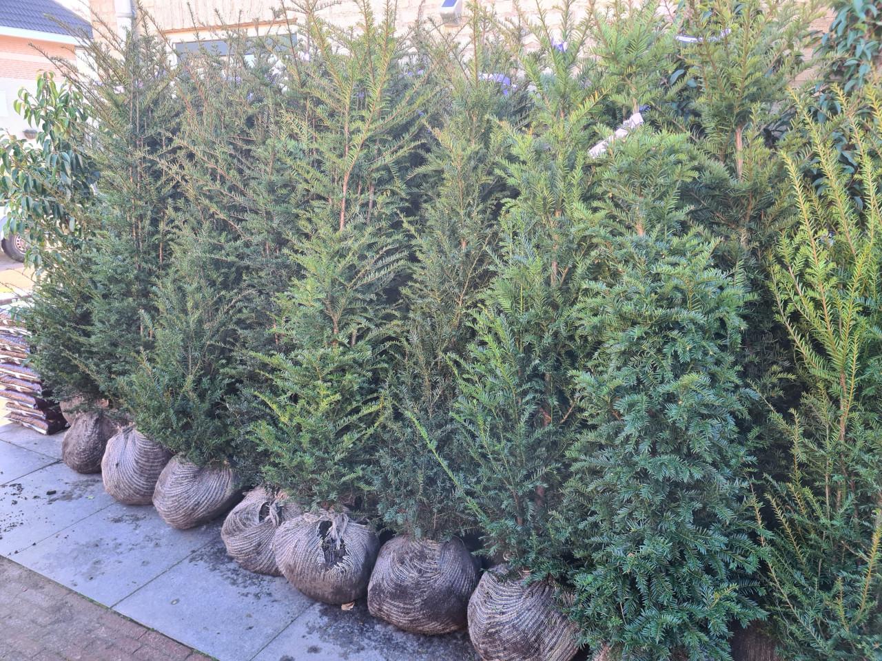 Taxus Baccata haagplanten vanuit de volle grond