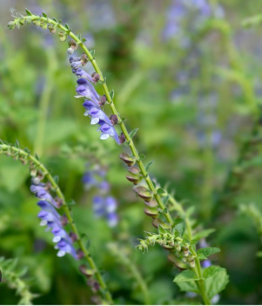 €0,75 per zakje Biologische Gekweekte Zaadjes