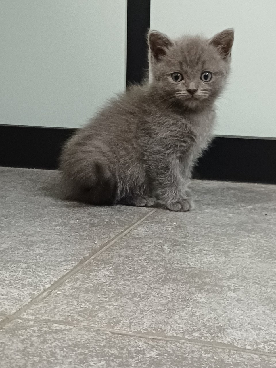 Leuke Brits Korthaar x Ragdoll kittens beschikbaar