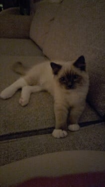 Kitten