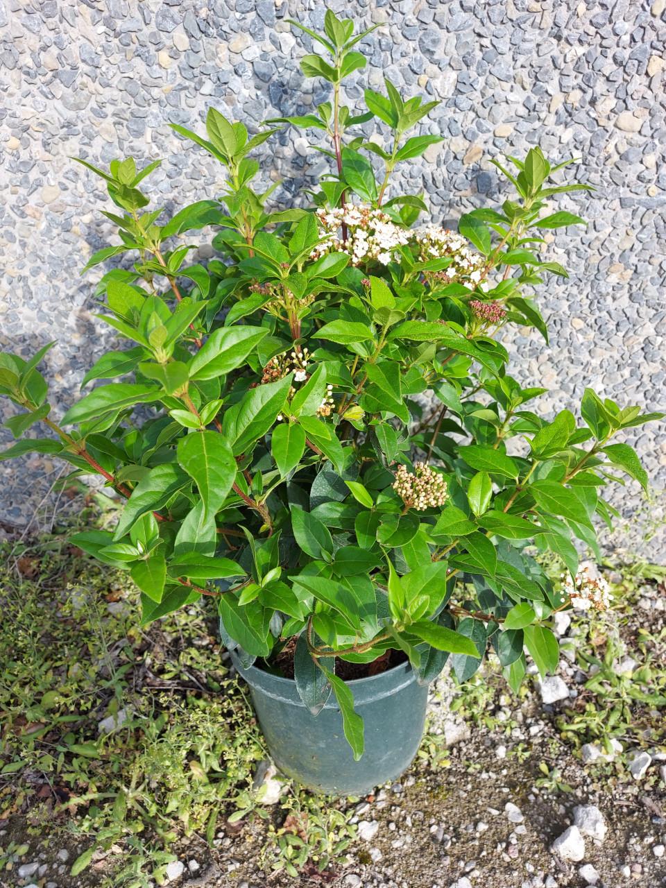 Viburnum groot en klein