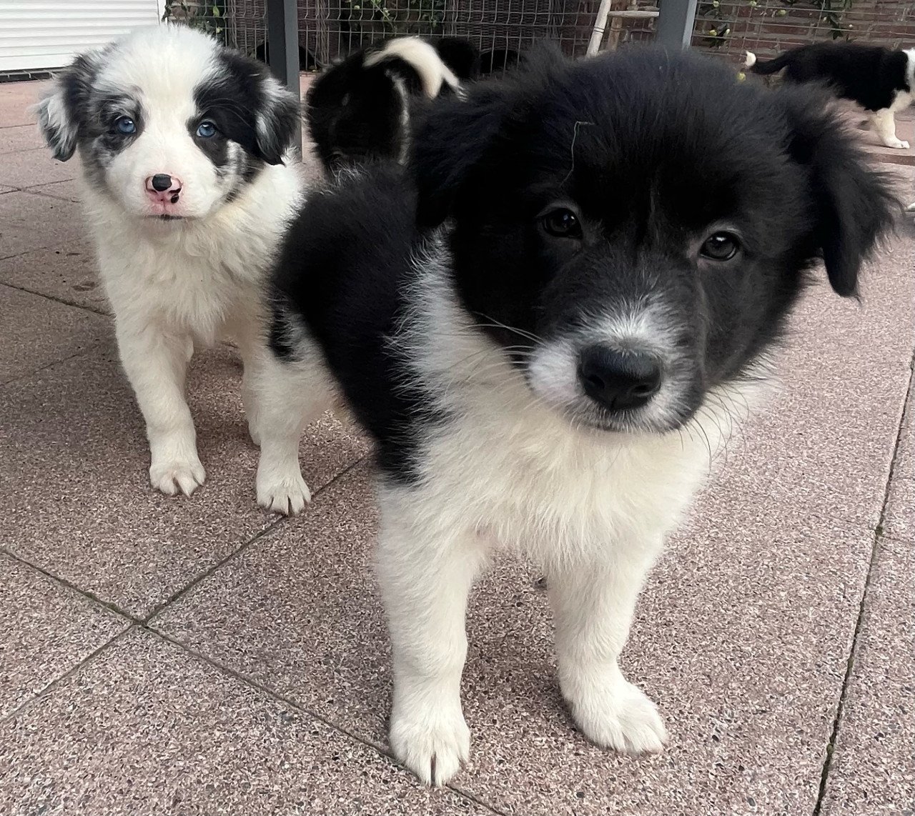 Border collie puppy’s