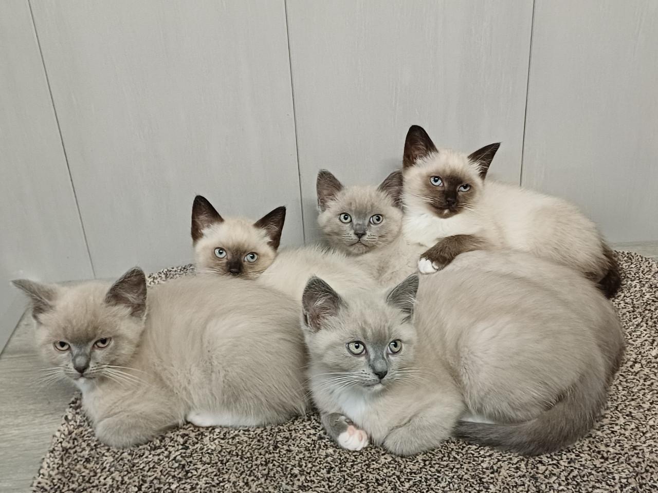 Mooie Brits Korthaar x Ragdoll kittens mogen verhuizen