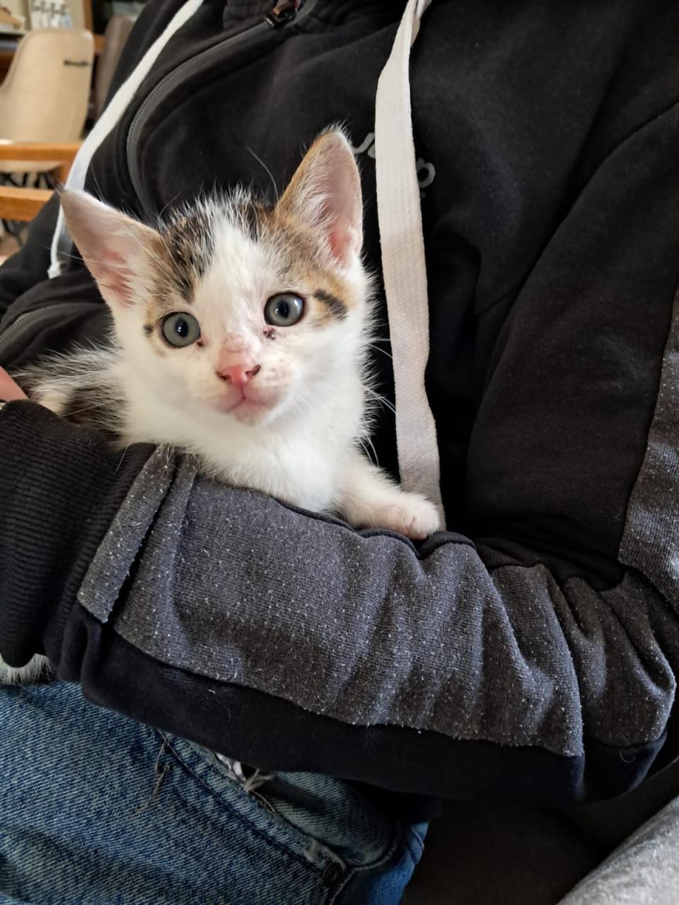 VIER LIEVE SPEELSE EN GEZONDE KITTENS BESCHIKBAAR!