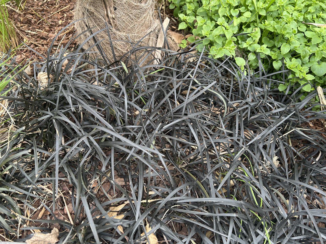 Siergras Slangenbaard (Ophiopogon planiscapus 'Nigrescens')
