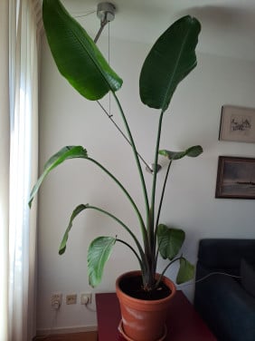 Paradijsvogelplant 1.8 meter hoog