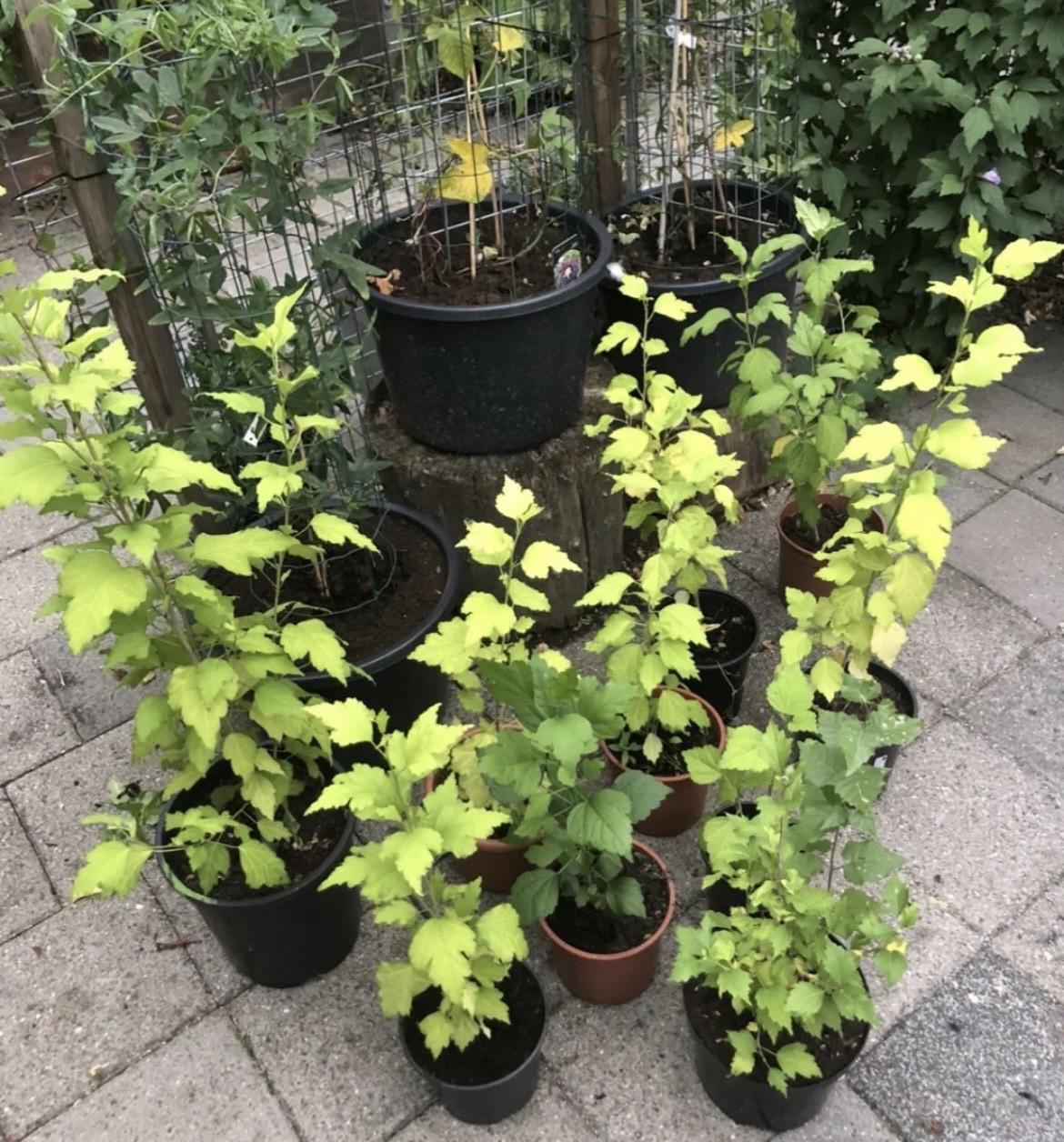 Hibiscus planten ca. 60 cm